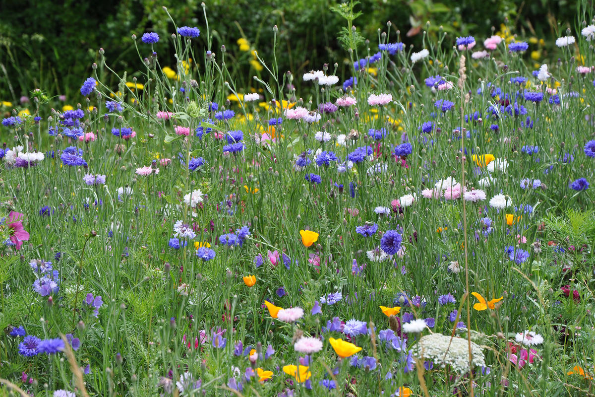 Bunt Bunter Blumenwiesen - Projekt Gartenamt