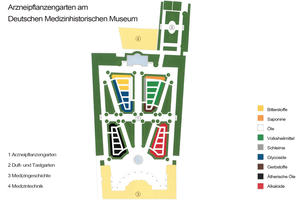 Bild vergrößern: Der Arzneipflanzengarten am Deutschen Medizinhistorischen Museum