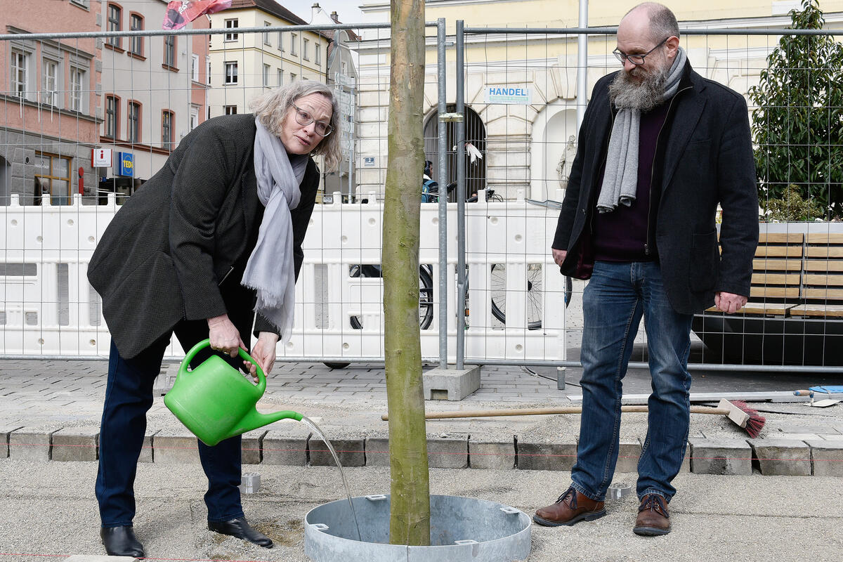 Platane Rathausplatz