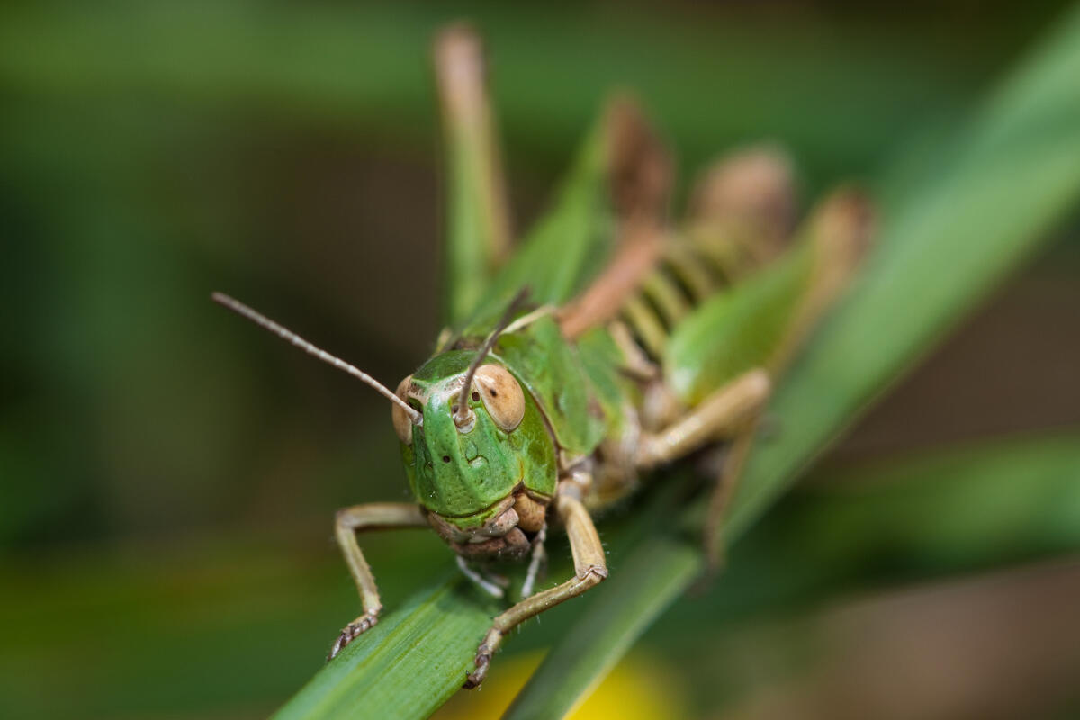 Heidegrashpfer