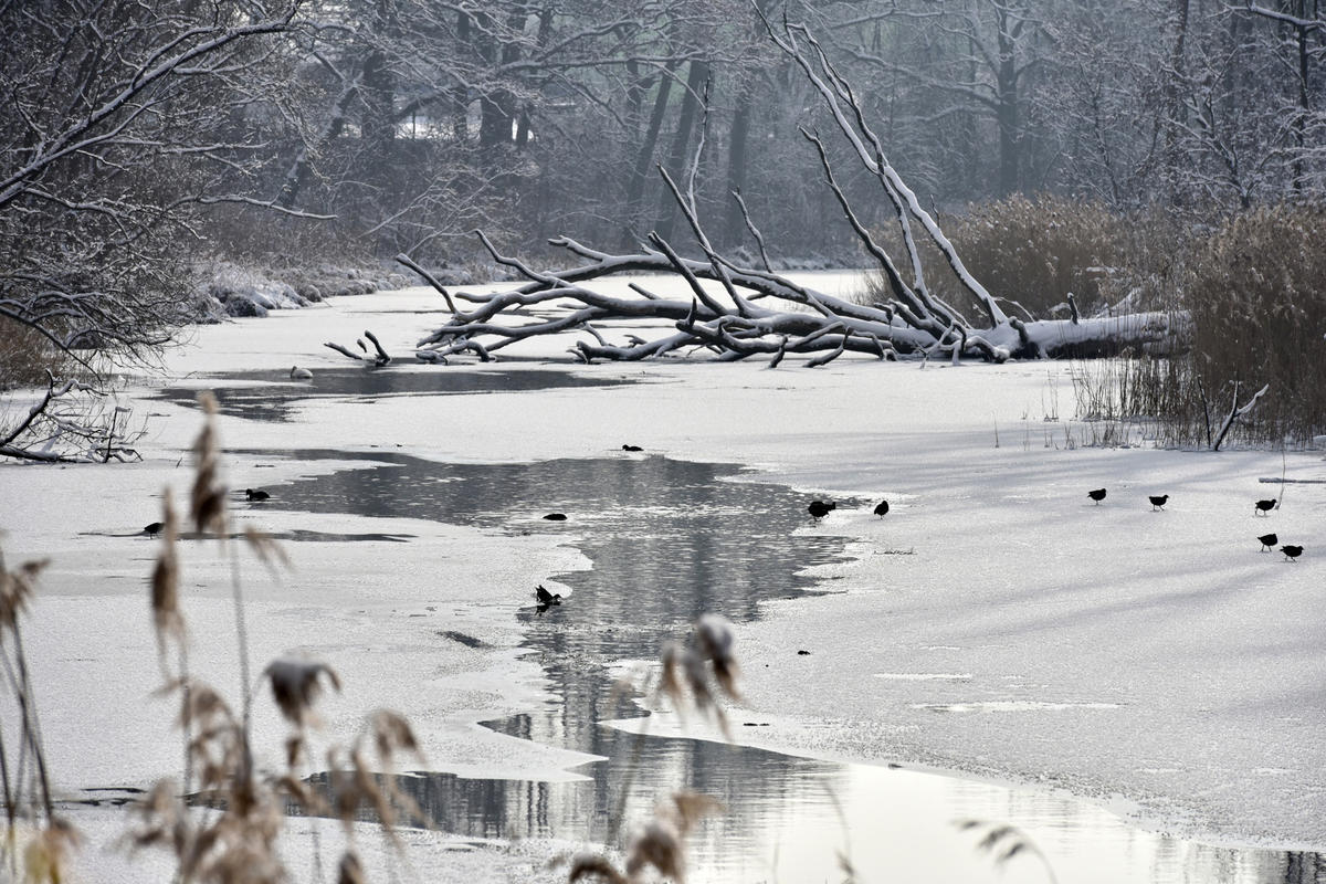 Donau-Altwasser