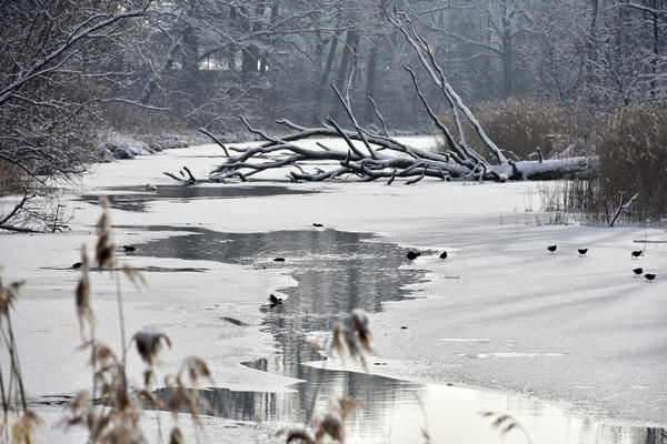 Bild vergrern: Teilweise zugefrorenes Altwasser mit Wasservglen am Franziskanerwasser, Steckenlohweg.