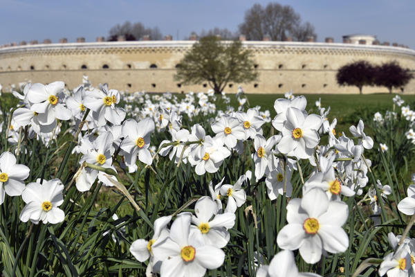 Themenbild Frühlingsblumen im Klenzepark vor dem Reduit Tilly