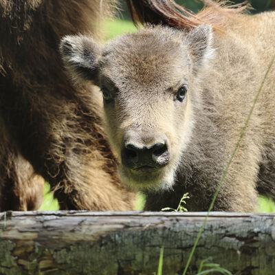 Bild vergrößern: Wisentnachwuchs im Wildpark - Kasimir