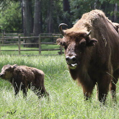 Bild vergrößern: Wisentnachwuchs im Wildpark - Erika