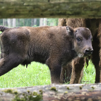 Bild vergrößern: Wisentnachwuchs im Wildpark - Peter