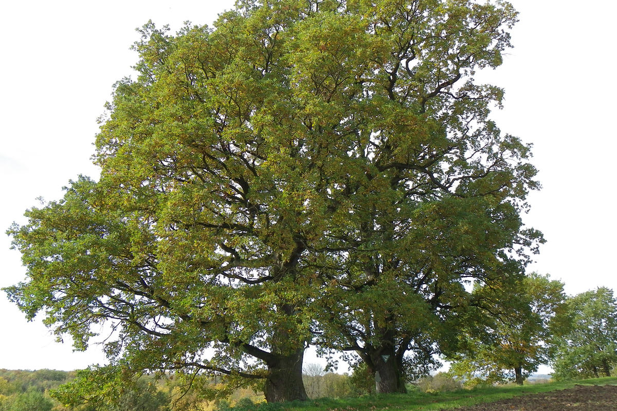 Eichen auf dem Hoheloheberg bei Irgertsheim