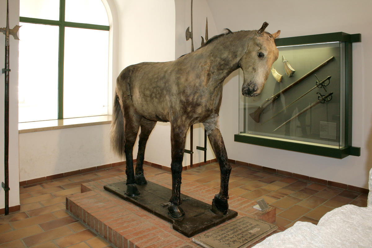 Der Schwedenschimmel im Stadtmuseum