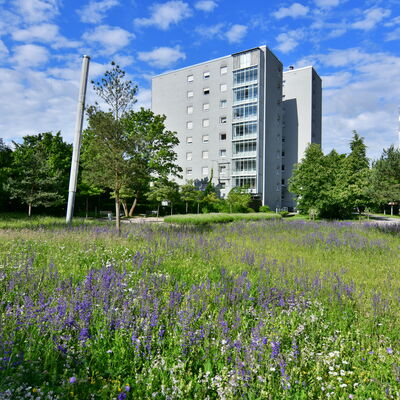 Bild vergr&ouml;&szlig;ern: Blumenwiese