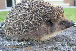 Bild vergrößern: Igel