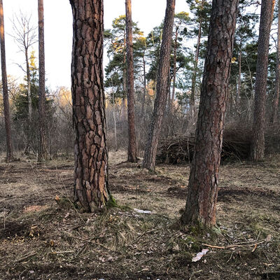 Bild vergr&ouml;&szlig;ern: Brenne in den Donauauen nach der Entnahme von Str&auml;uchern
