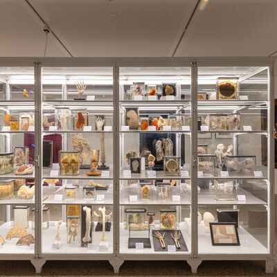 Bild vergr&ouml;&szlig;ern: Wessely-Stiftung - Vitrine "Ansichtssache"