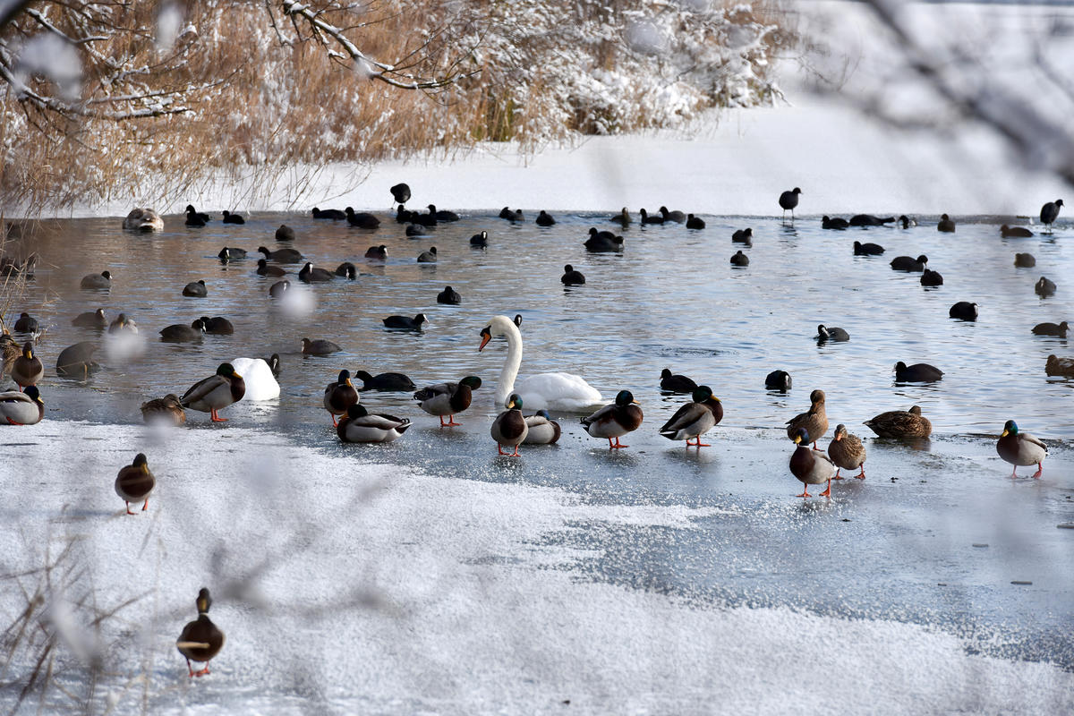 Wasservögel im Winter