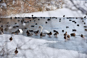 Bild vergrößern: Selbst im Winter sollten Wasservögel nicht gefüttert werden