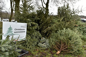 Bild vergrößern: Bis 20. Januar können abgeschmückte Christbäume bei den Sammelstellen abgelegt werden
