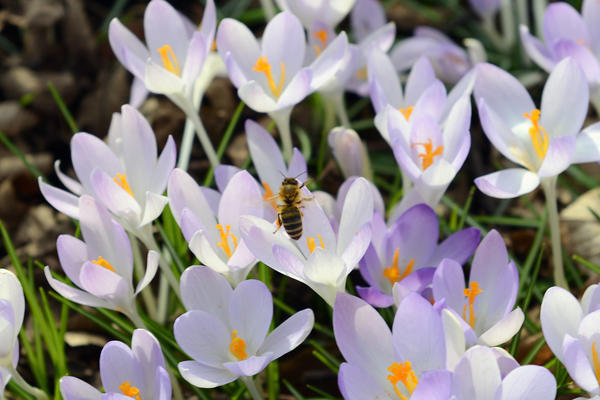 Biodiversit&auml;t
