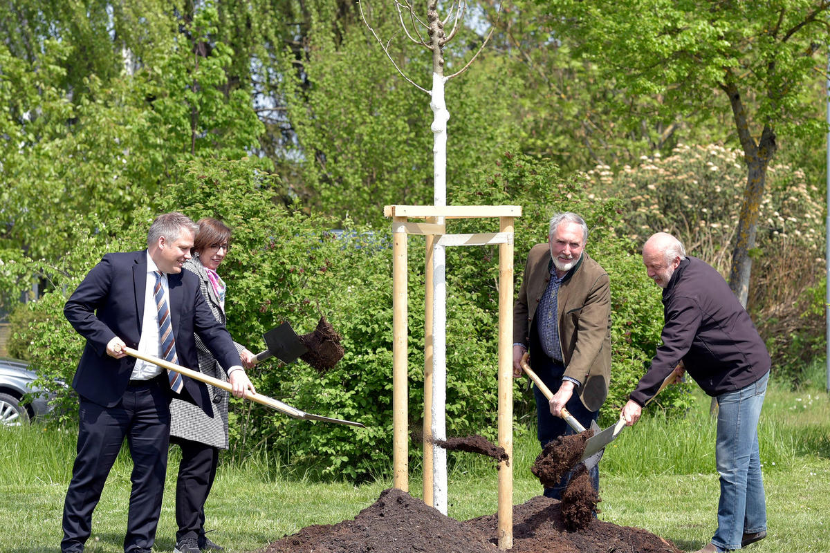 Baum des Jahres 2019 - Flatterulme