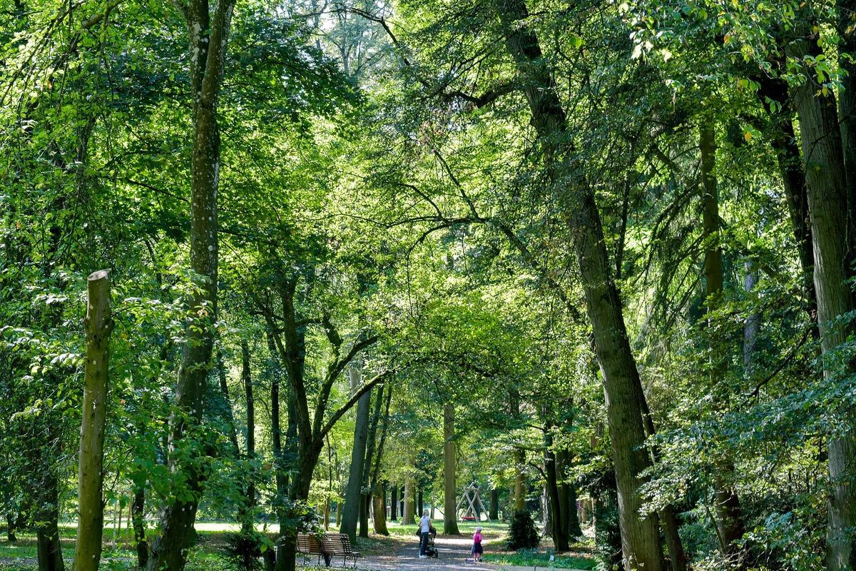 Bäume _ Luitpoldpark