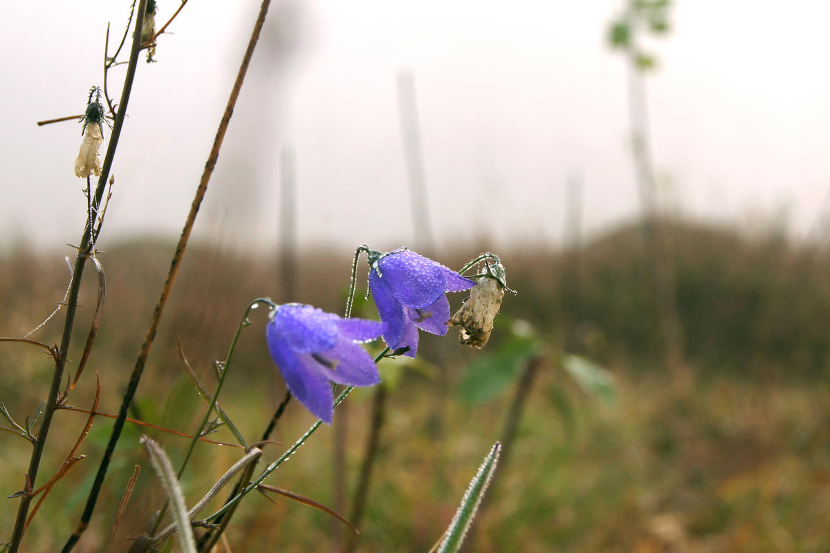 Glockenblume