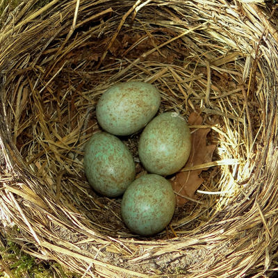Bild vergrößern: Vogelnest mit Eiern                     
