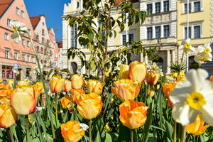 Bild vergrößern: Blumenbeete auf dem Rathausplatz
