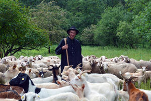 Bild vergrößern: Die Herde besteht aus rund 200 Schafen und Ziegen