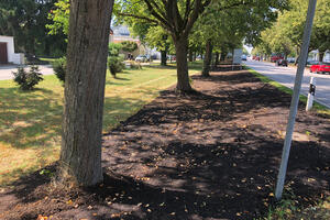 Bild vergrößern: Auf den Pflanzscheiben um die Straßenbäume wurde eine Mischung aus Kompost und Mulch verteilt