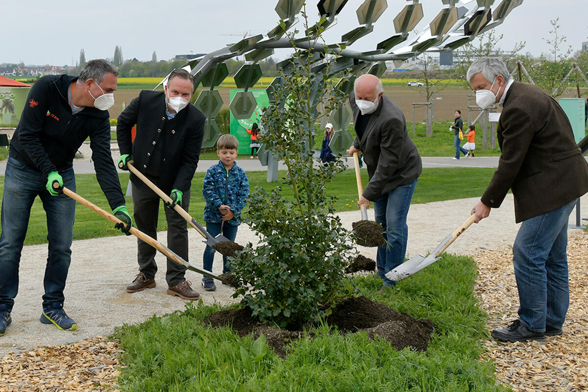 Baum des Jahres 2021 - Stechpalme