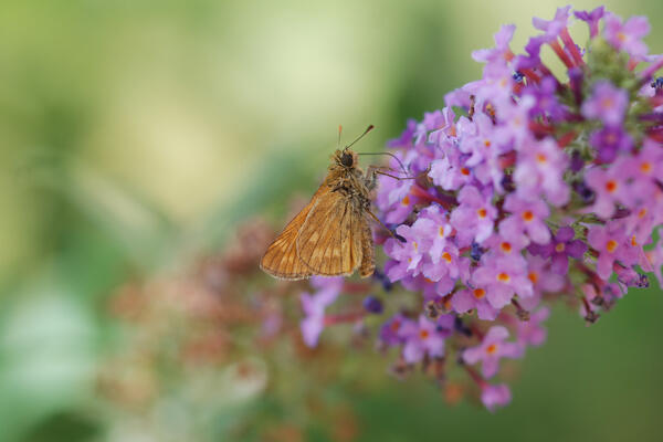 Bild vergrern: Biodiversitt