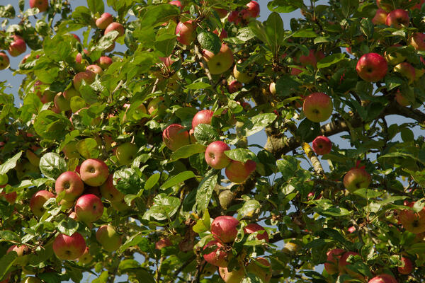 Streuobstwiesen im Geoportal