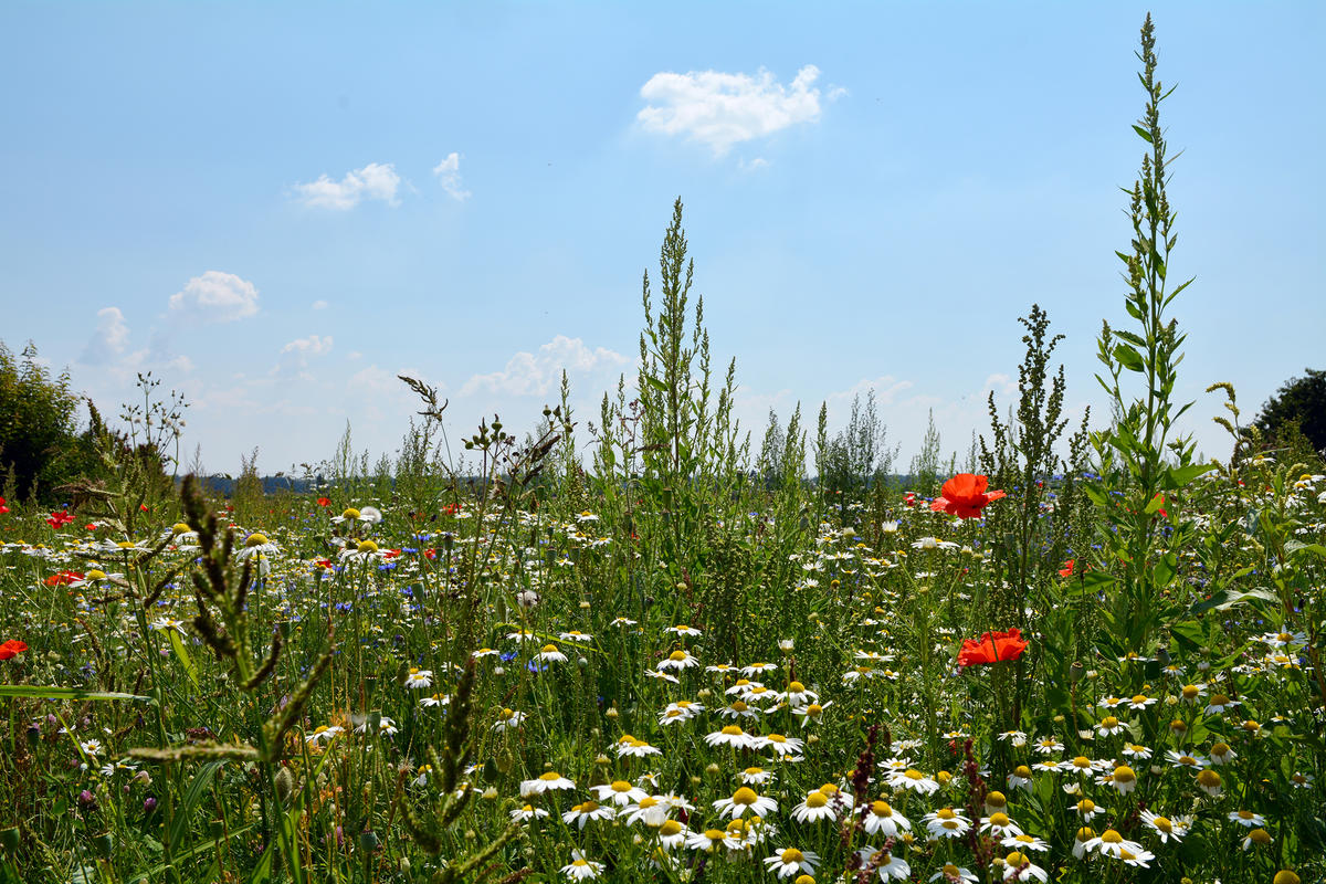 Blumenwiese in Dünzlau