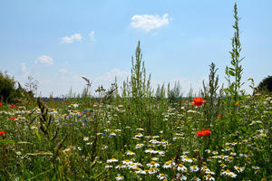 Bild vergrößern: Blumenwiese in Dünzlau