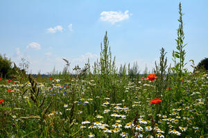 Bild vergrößern: Blumenwiese