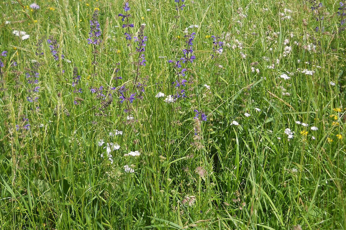 Naturschutz _ artenreiche Wiese