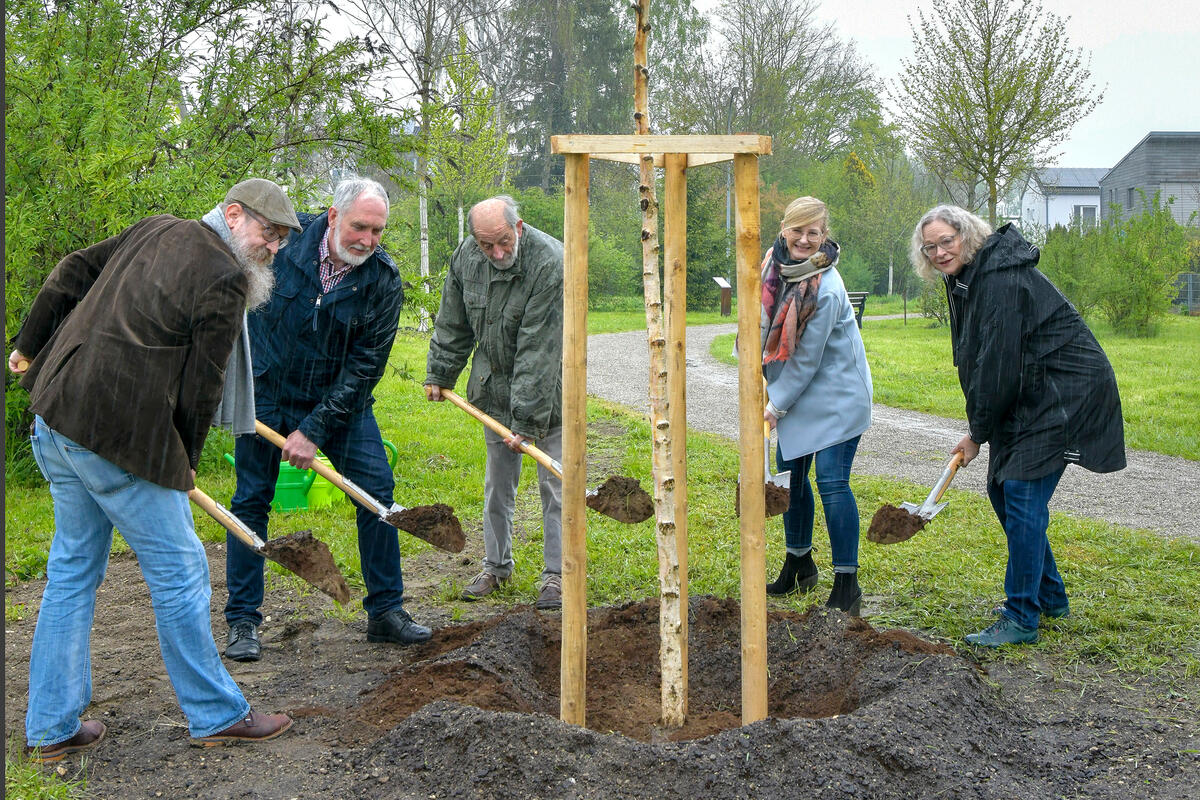 Baum des Jahres Moor-Birke