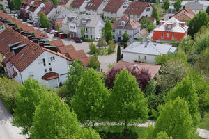 Bild vergrößern: Bäume sorgen für ein gutes Stadtklima