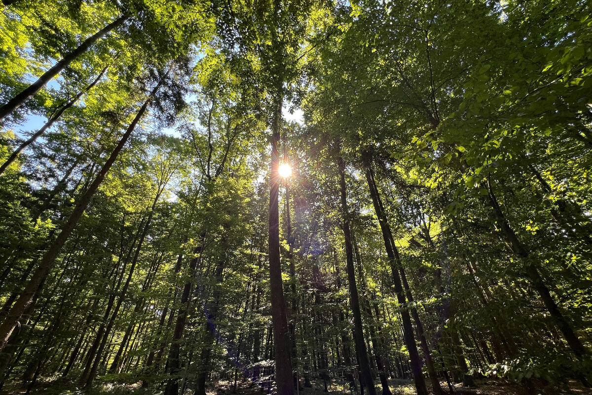 Wald _ Neuhau _ Nadelholz