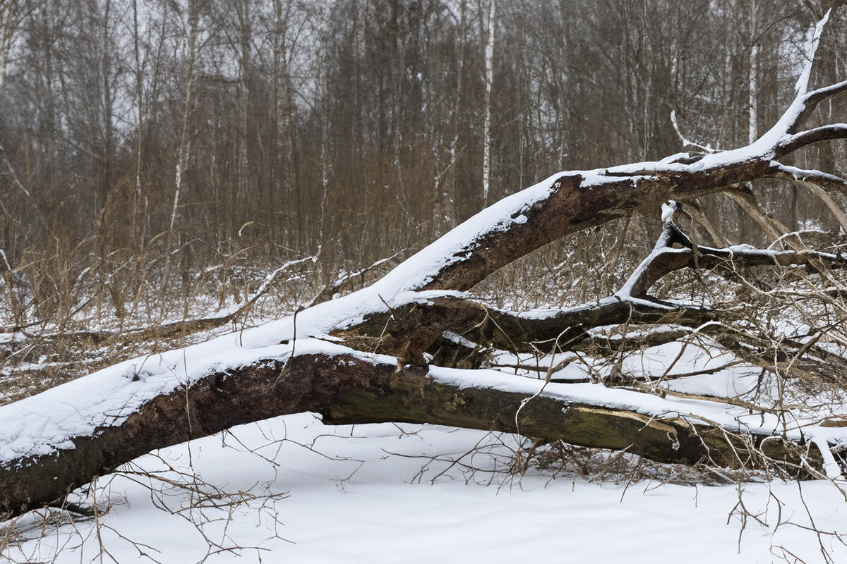 Umgestürzter Baum