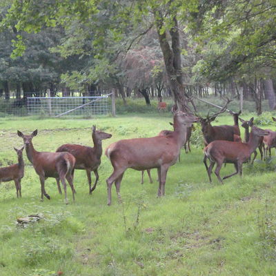 Bild vergrößern: Wildpark - Rotwild