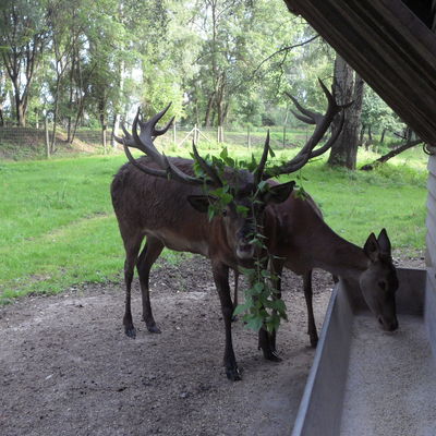 Bild vergrößern: Wildpark - Rotwild