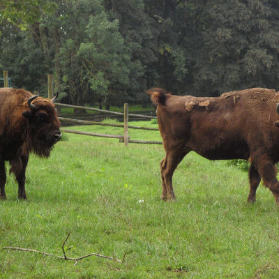 Bild vergrößern: Wisente im Wildpark am Baggersee