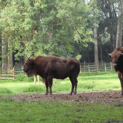 Bild vergrößern: Wisente im Wildpark am Baggersee