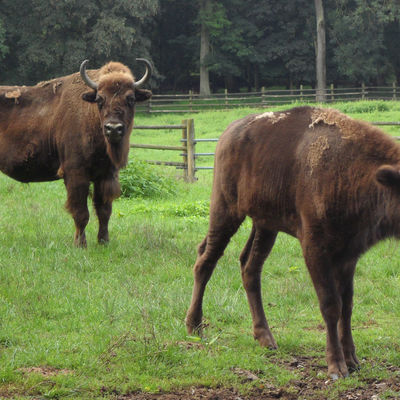 Bild vergrößern: Wisente im Wildpark am Baggersee