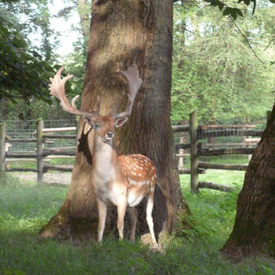 Bild vergrößern: Damwild im Wildpark am Baggersee