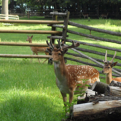 Bild vergrößern: Damwild im Wildpark am Baggersee