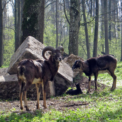 Bild vergrößern: Wildpark - Mufflon