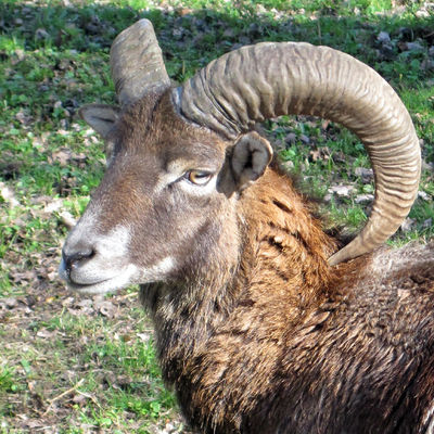 Bild vergrößern: Wildpark - Mufflon