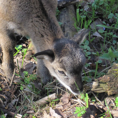 Bild vergrößern: Wildpark am Baggersee - Mufflon