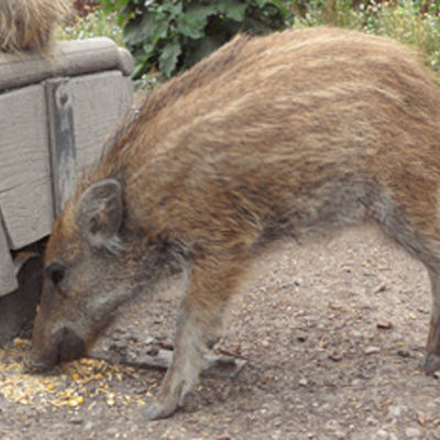 Bild vergrößern: Wildschwein im Wildpark am Baggersee