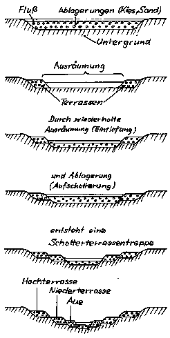 Entstehung von Fluterrassen. Zeichnung: Niedermeier